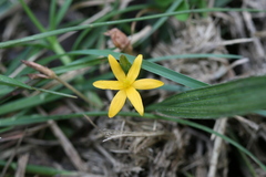 Curculigo orchioides